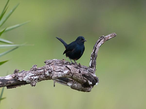 <h3><a href="/trips/srilanka/biota/animalia/chordata/aves/040 passeriformes/108 muscicapidae/saxicoloides fulicatus/saxicoloides fulicatus-nl.html">Saxicoloides&nbsp;fulicatus</a> / Indian&nbsp;robin / Indisch&nbsp;paapje</h3>NIKON D500 met AF-S Nikkor 300mm f/2.8G IF-ED VR II, 1/2000 sec  bij F3.2, ISO 800, afstand 11.8&nbsp;m
